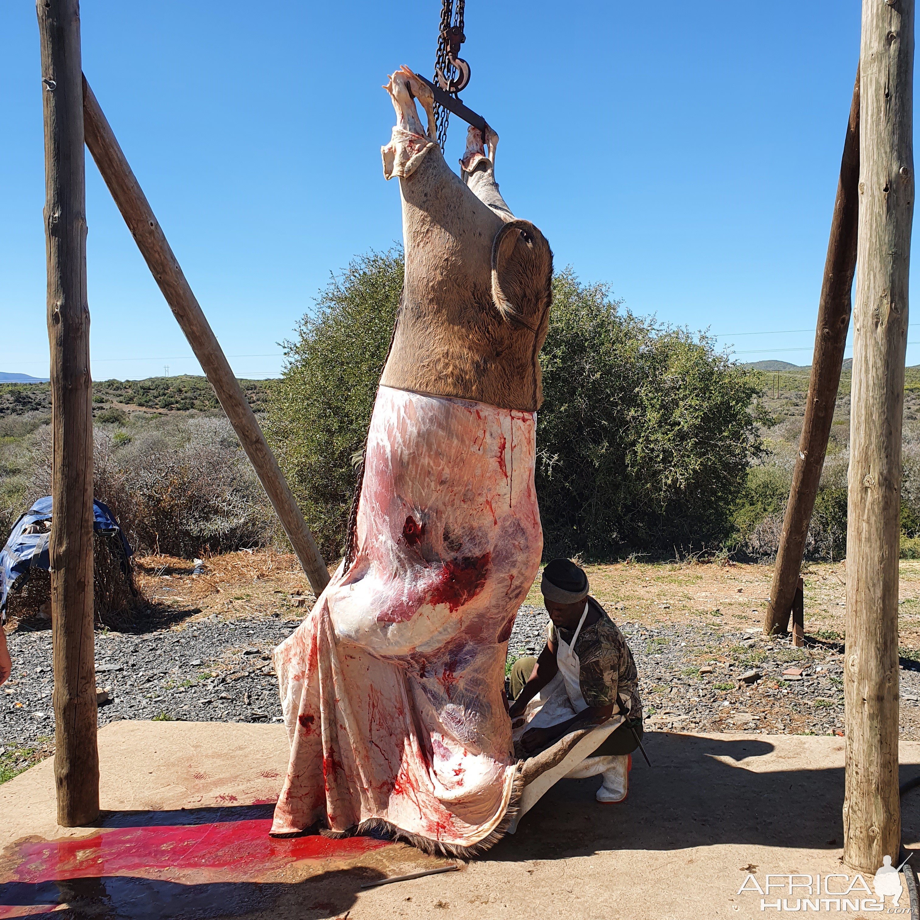 Eland Skinning & Butchering South Africa