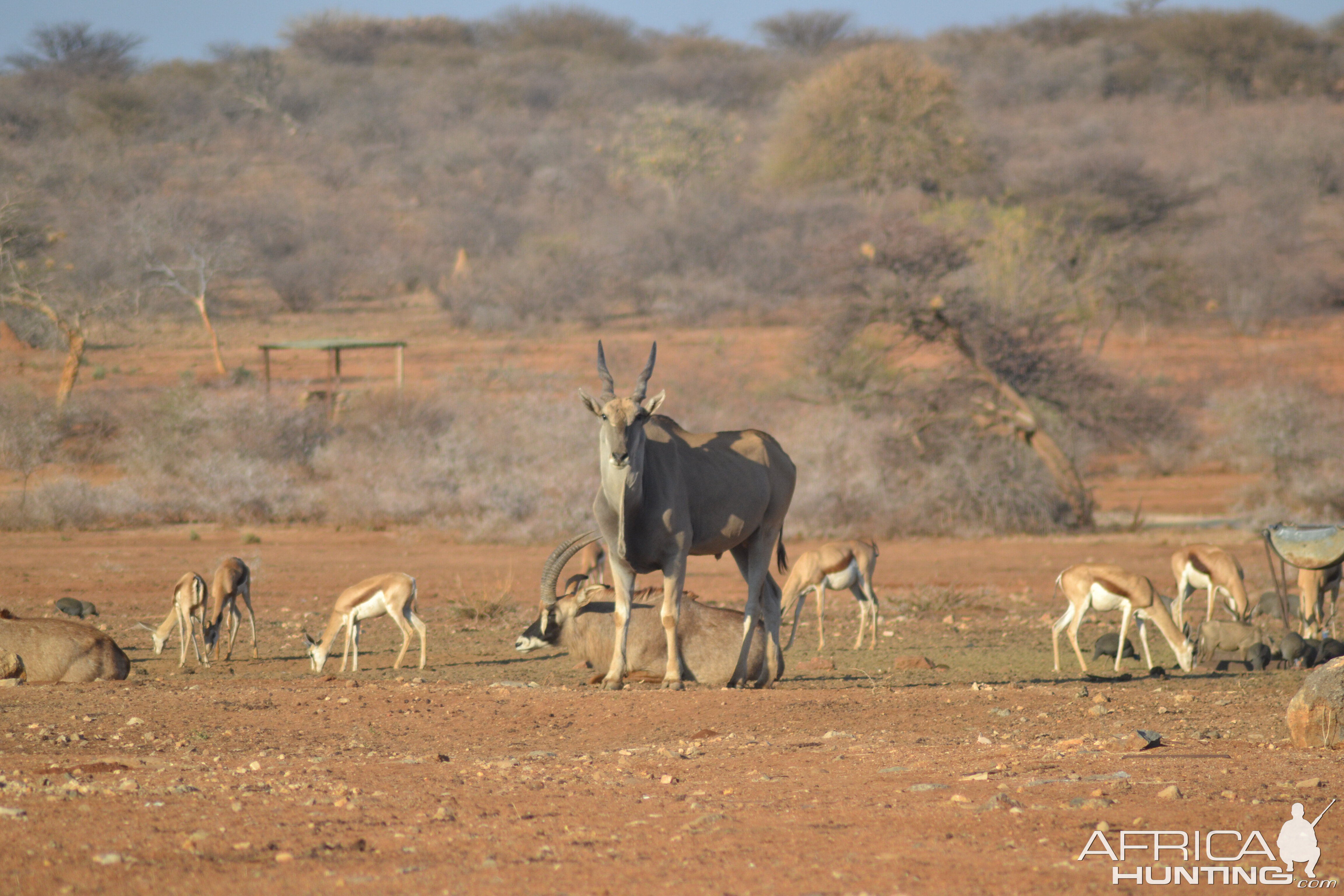 Eland, Springbok & Roan in Namibia