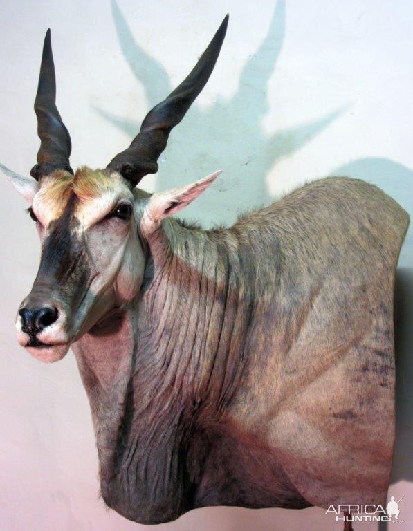 Eland Taxidermy Shoulder Mount