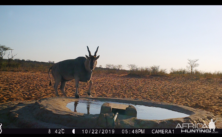 Eland Trail Cam Pictures Namibia