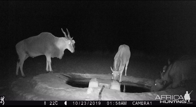 Eland Trail Camera Caprivi Namibia