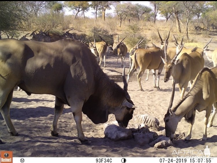 Eland Trail Camera Caprivi Namibia