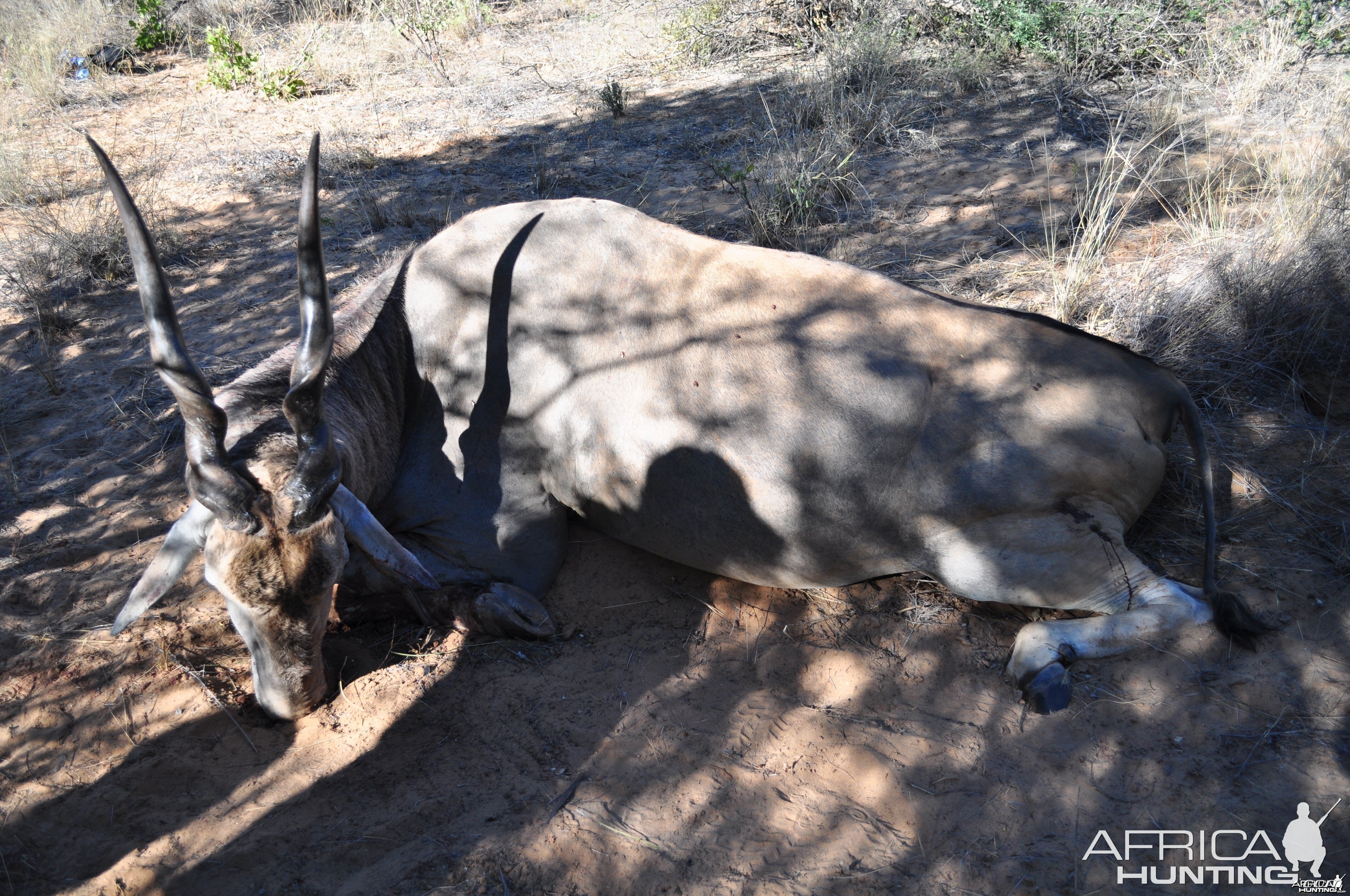 Eland