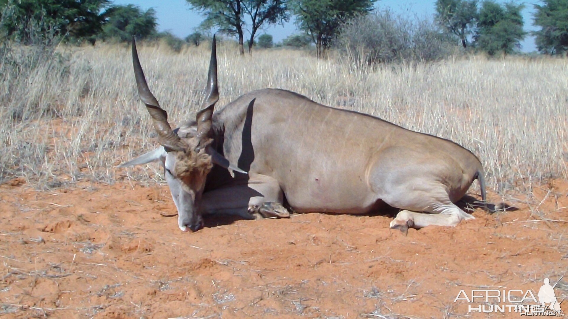 Eland