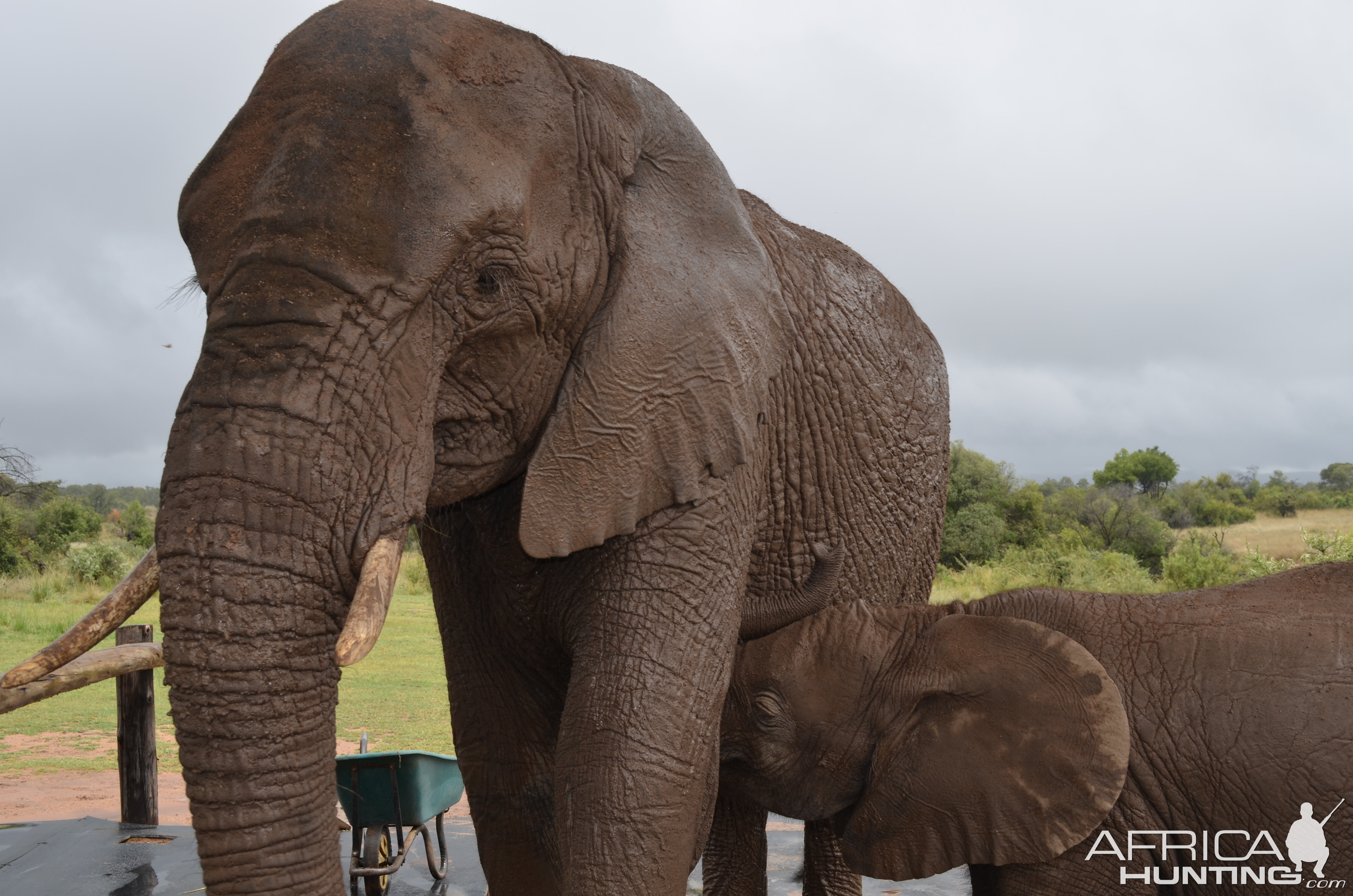 Elaphant Momma &calf