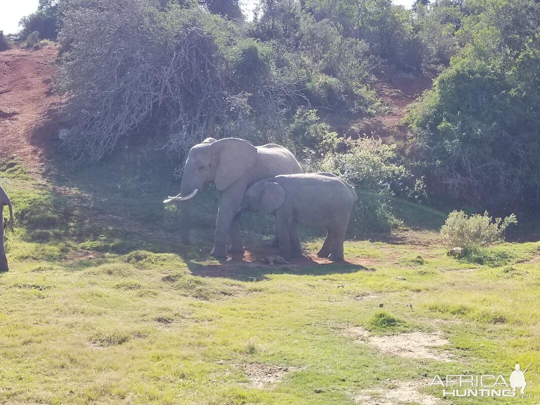 Elepephant Wildlife Eastern Cape South Africa