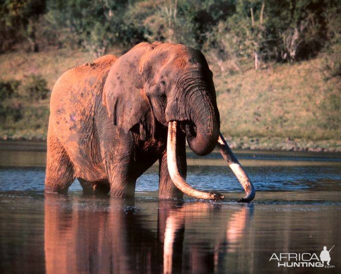 Elephant "Ahmed of Marsabit" in Northern Kenya