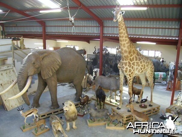 Elephant and Giraffe full mount