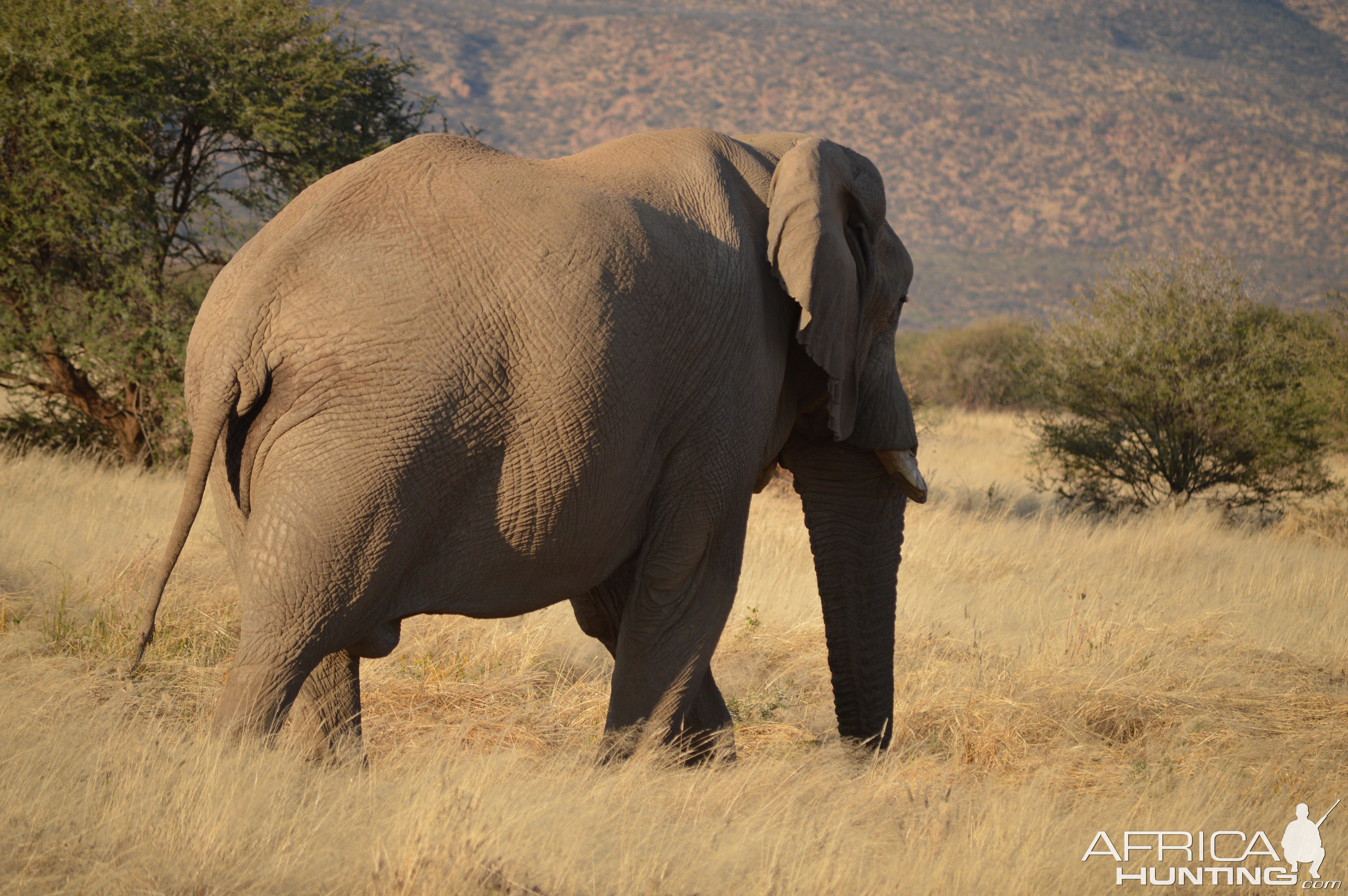 Elephant at Erindi Wildlife Preserve Namibia