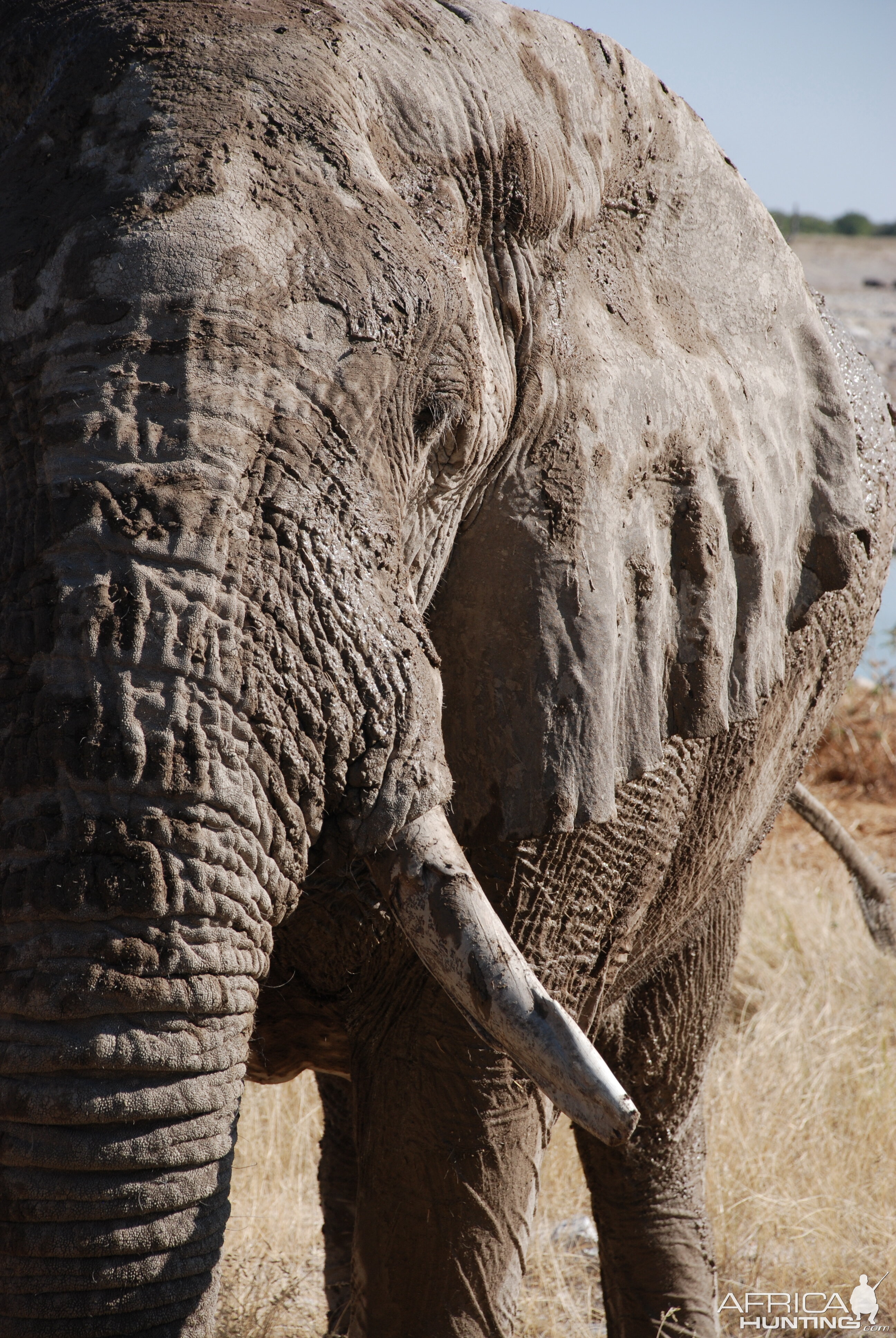 Elephant at Etosha Namibia