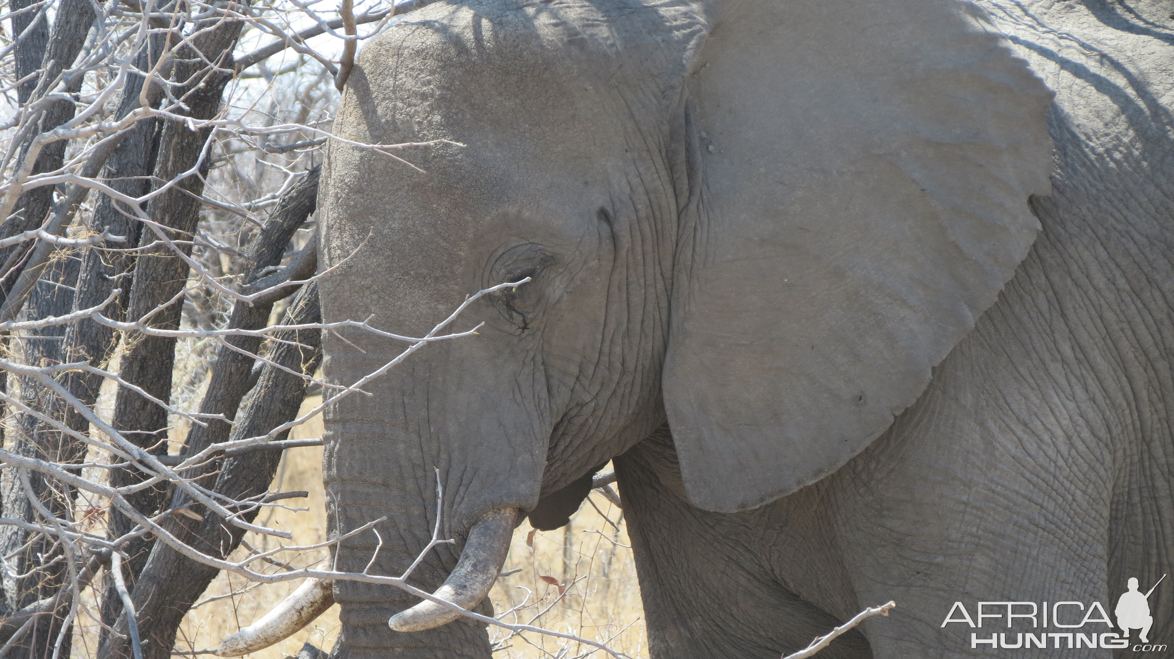 Elephant at Etosha National Park