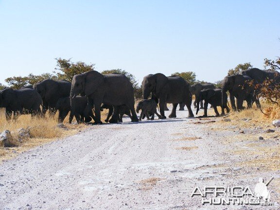 Elephant at Etosha