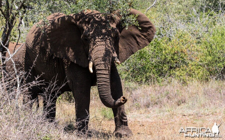 Elephant at Pongola Game Reserve