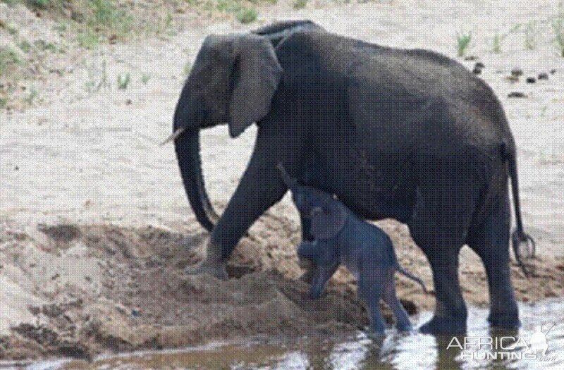 Elephant born in the river in Kruger National Park 2012!