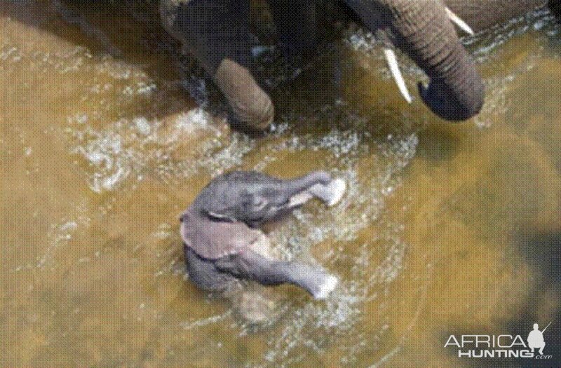 Elephant born in the river in Kruger National Park 2012!