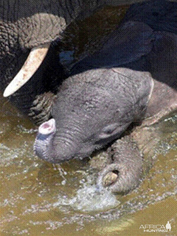 Elephant born in the river in Kruger National Park 2012!