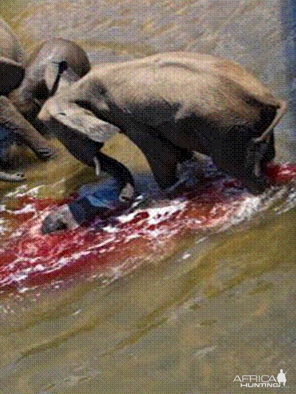 Elephant born in the river in Kruger National Park 2012!