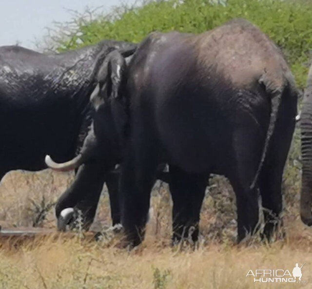 Elephant Botswana