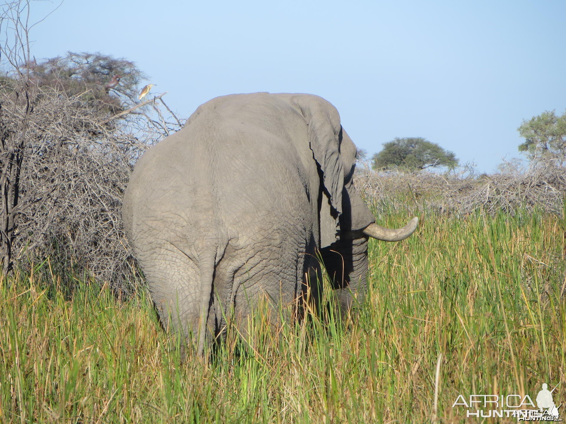 Elephant Botswana