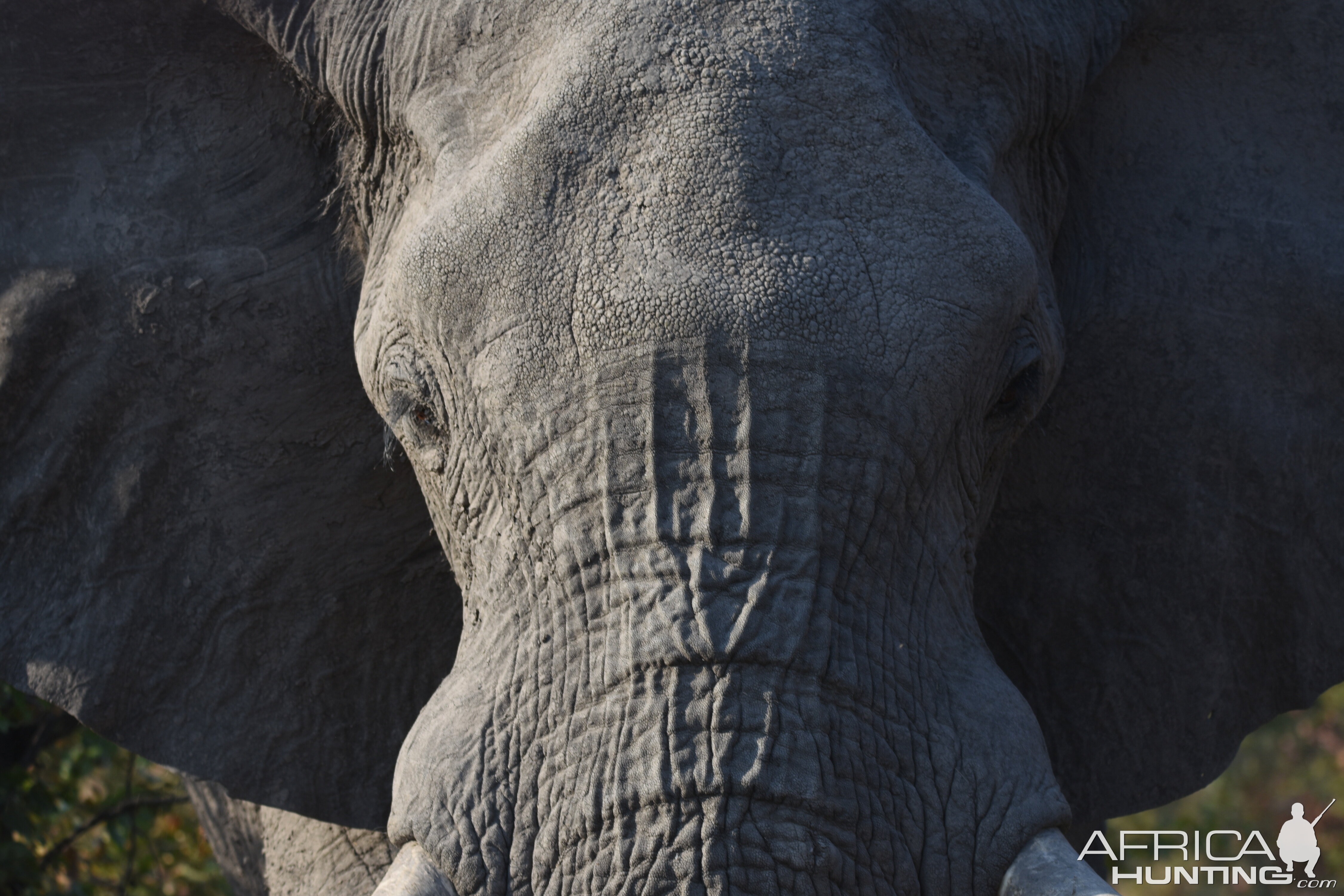 Elephant Botswana