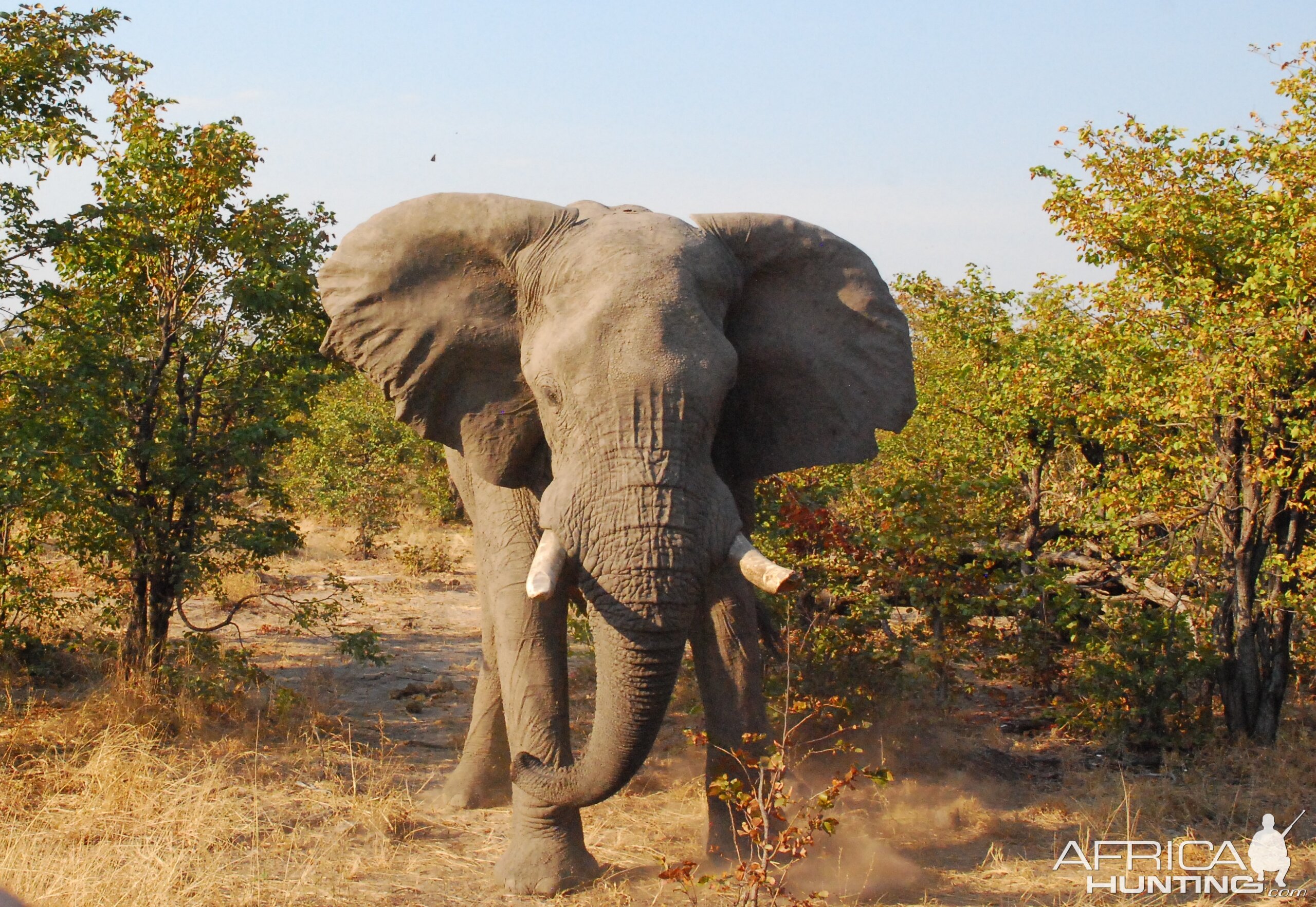 ‘Should We Rather Kill People?’ – Botswana Defends Elephant Hunting