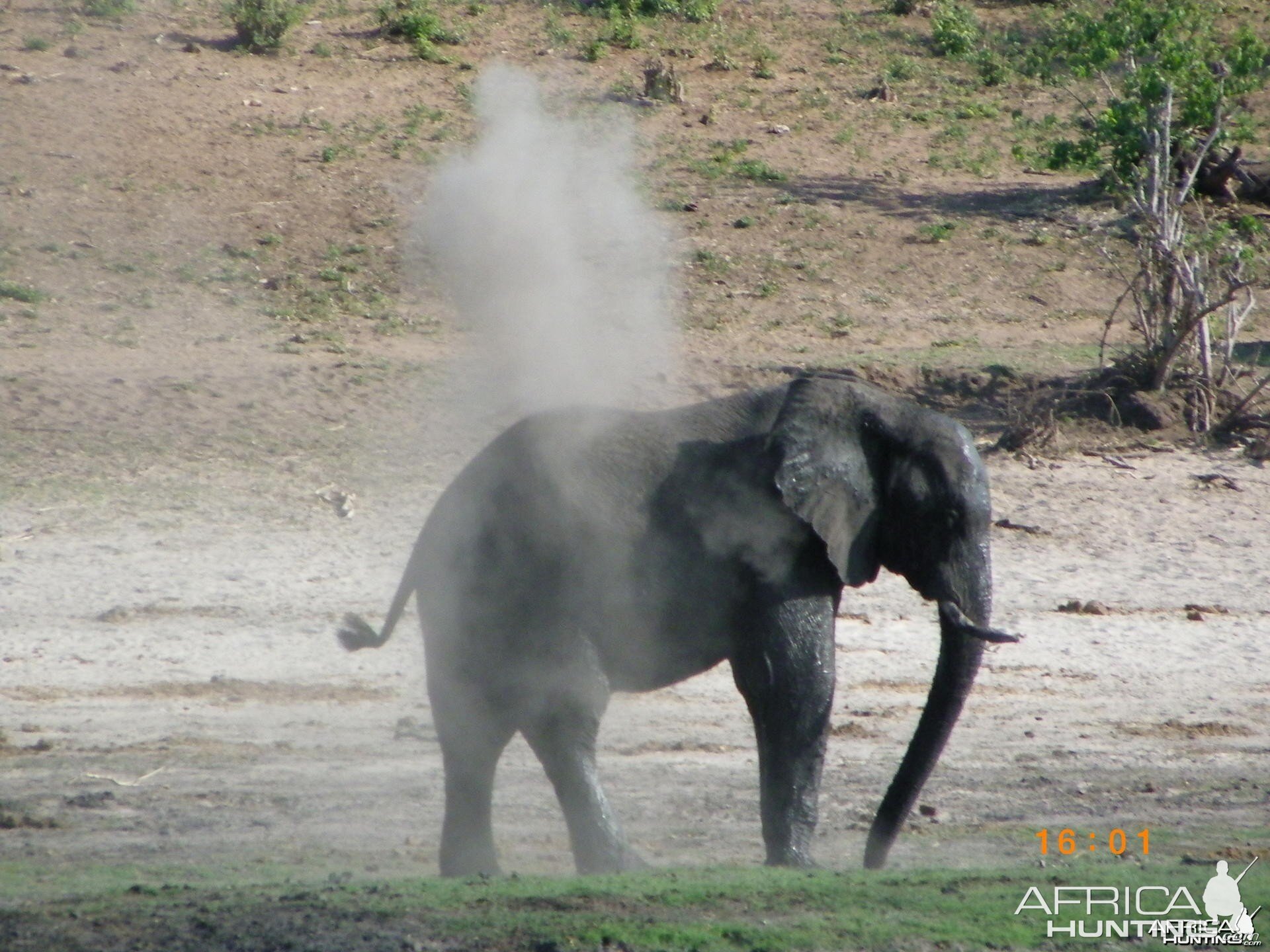 Elephant, Botswana