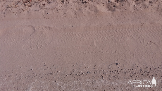 Elephant bull tracks in the road