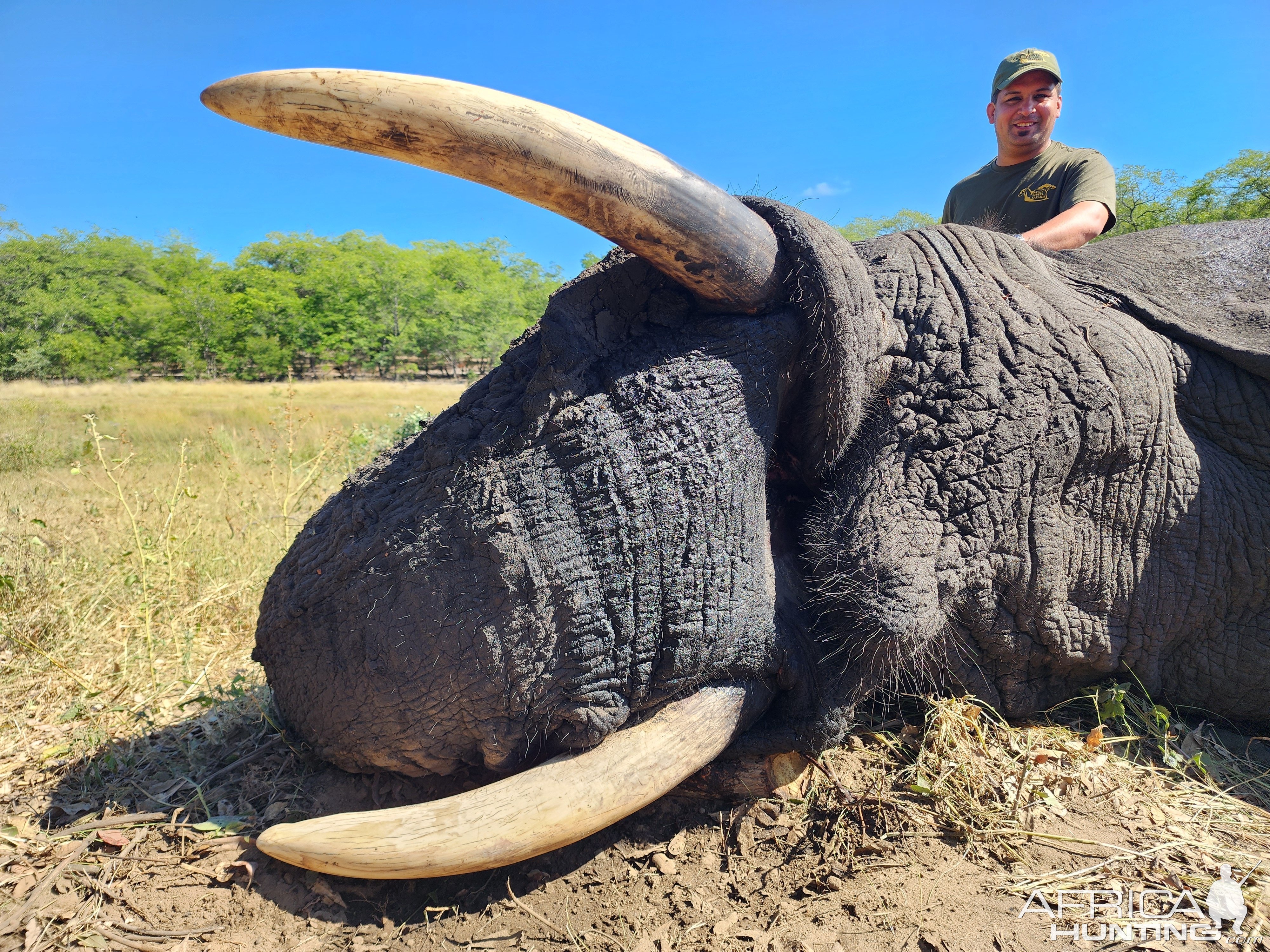 Elephant bull Zimbabwe with Bayly Sippel Safaris
