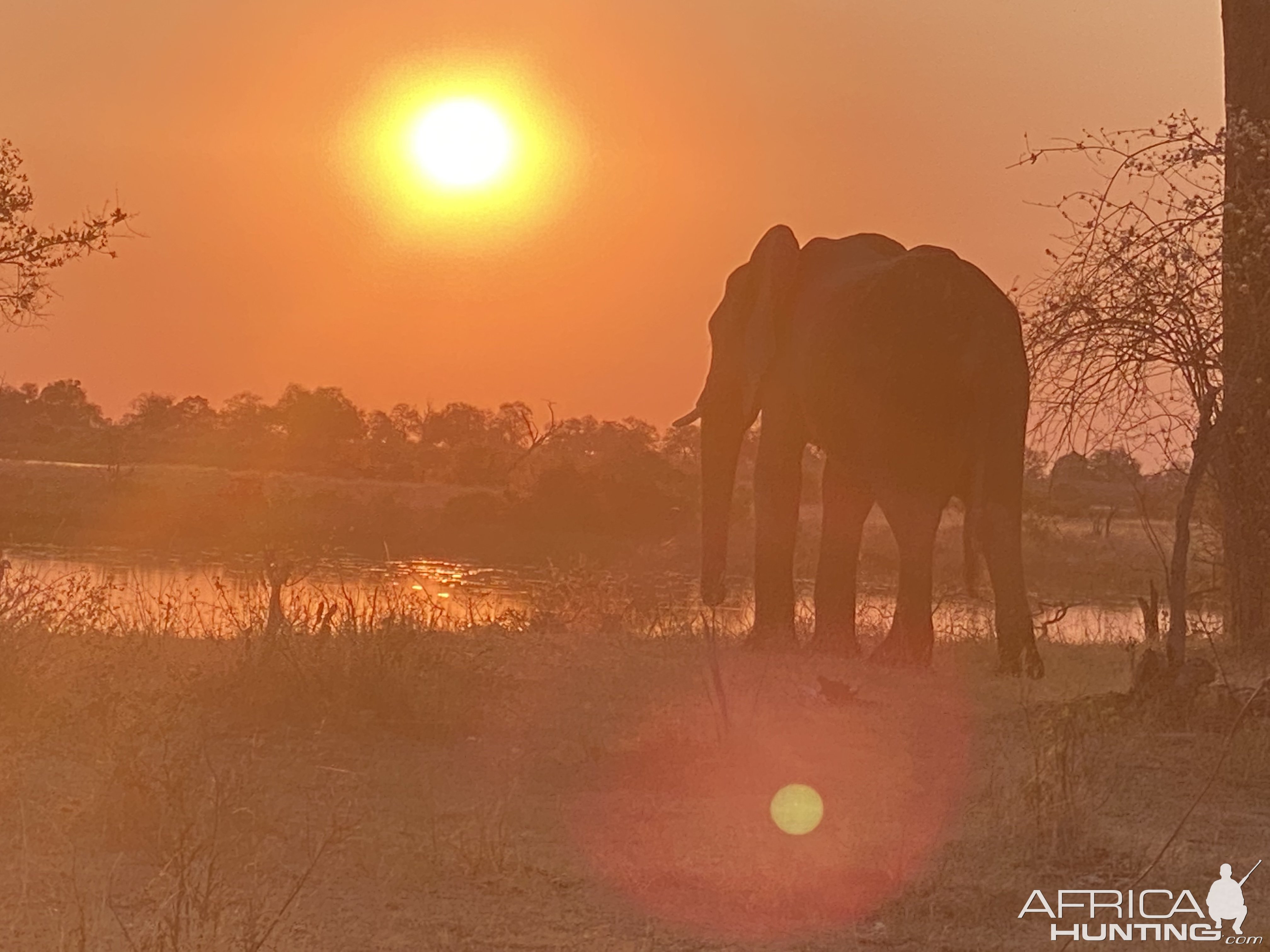 Elephant Caprivi Namibia