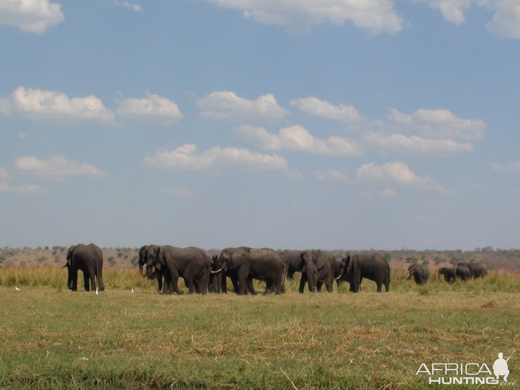Elephant Caprivi Namibia
