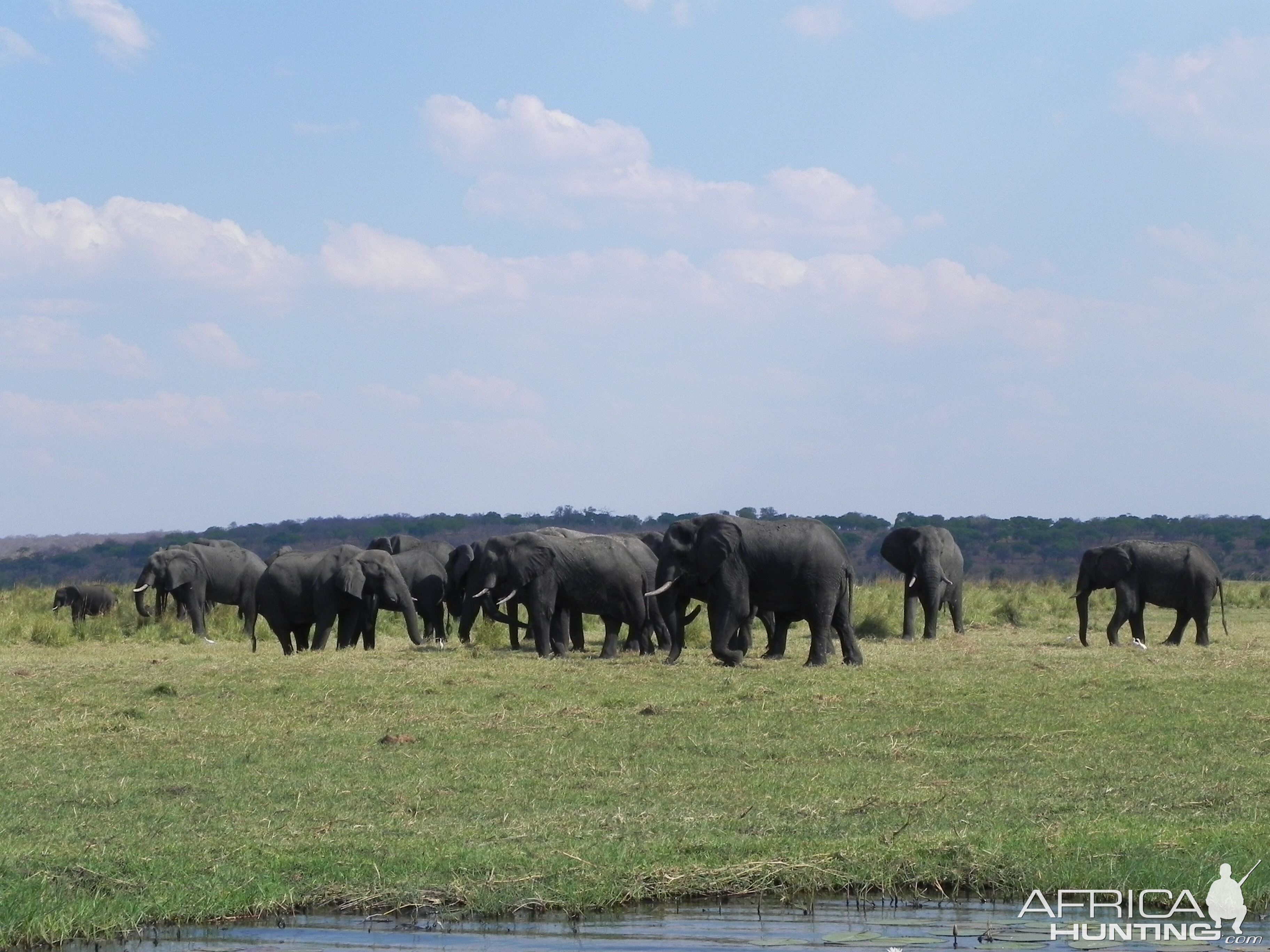 Elephant Caprivi Namibia