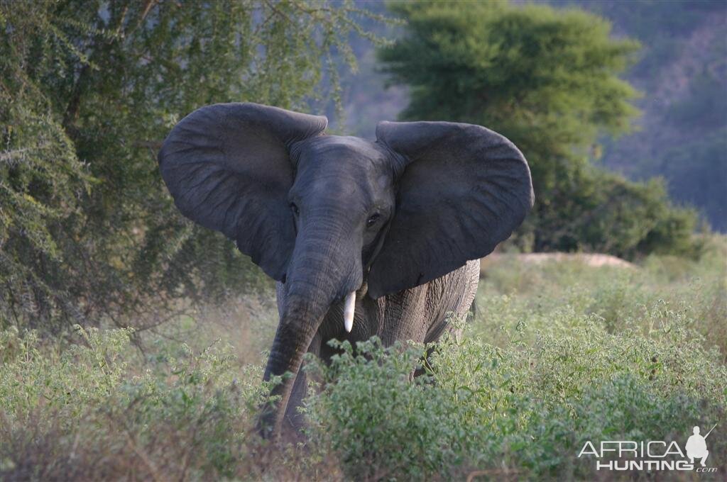 Elephant charging