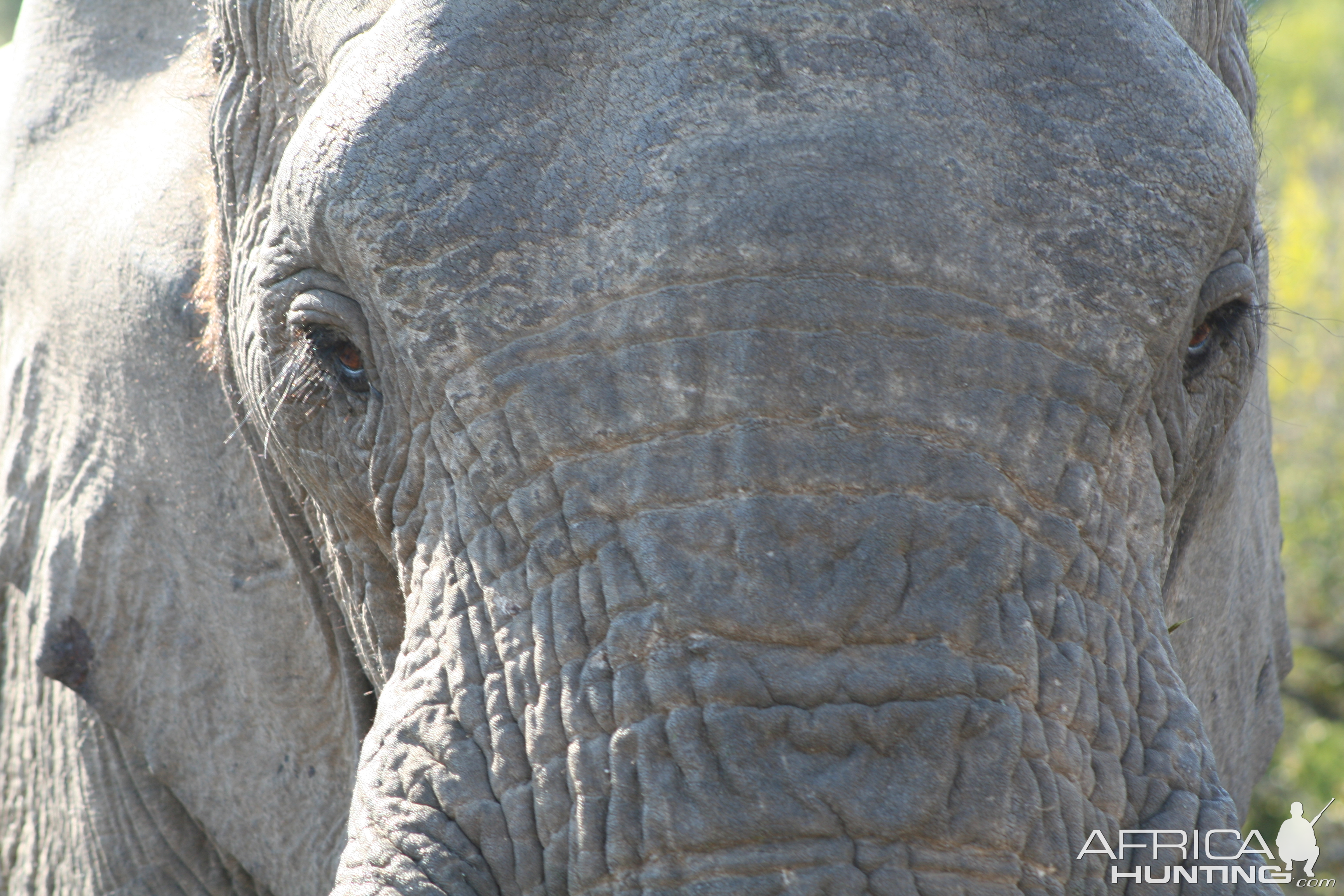 Elephant Close Up