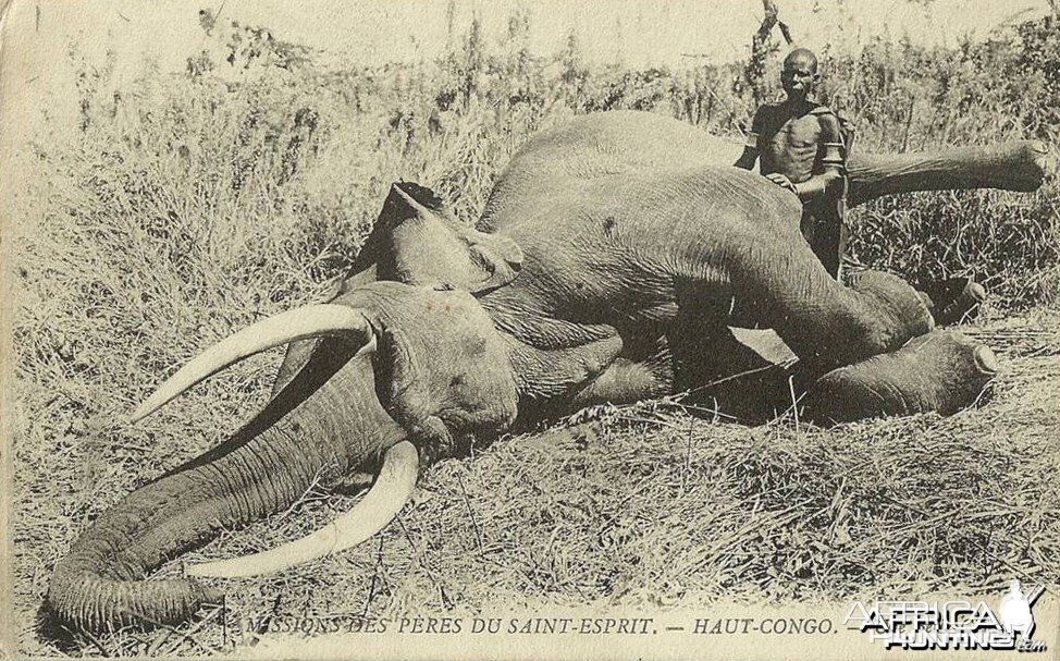 Elephant Congo