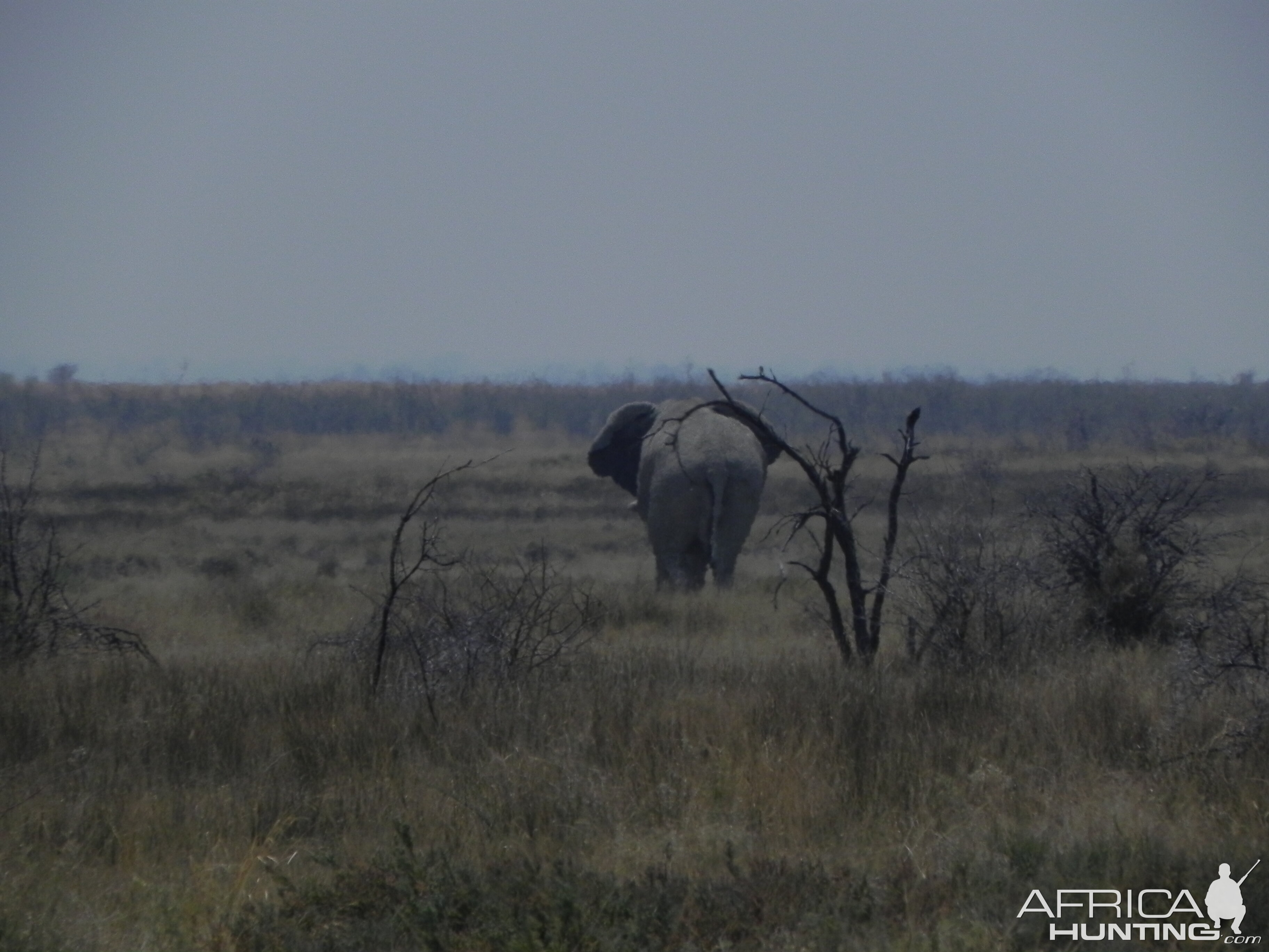 Elephant Etosha Namibia