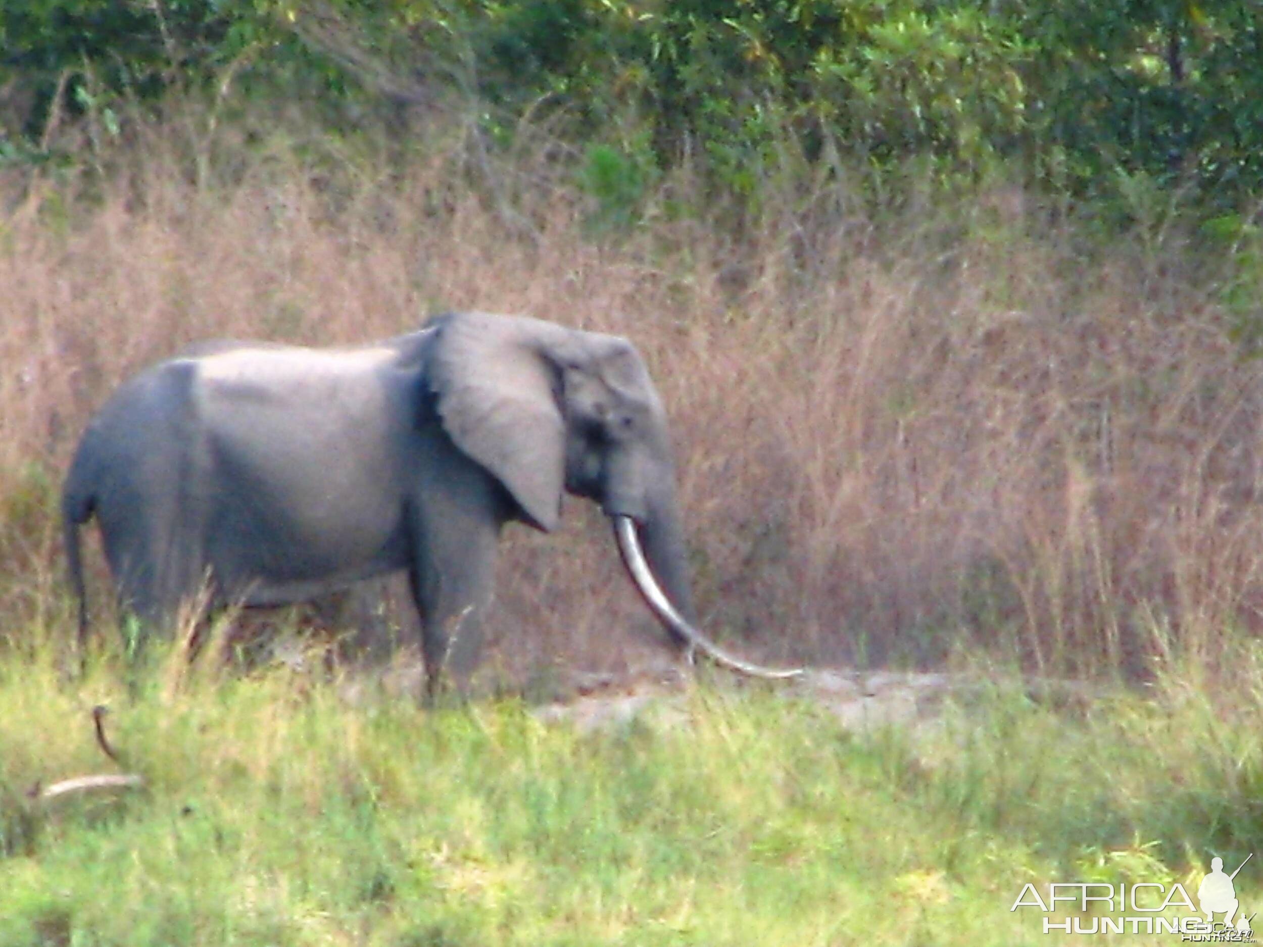 Elephant from Tanzania