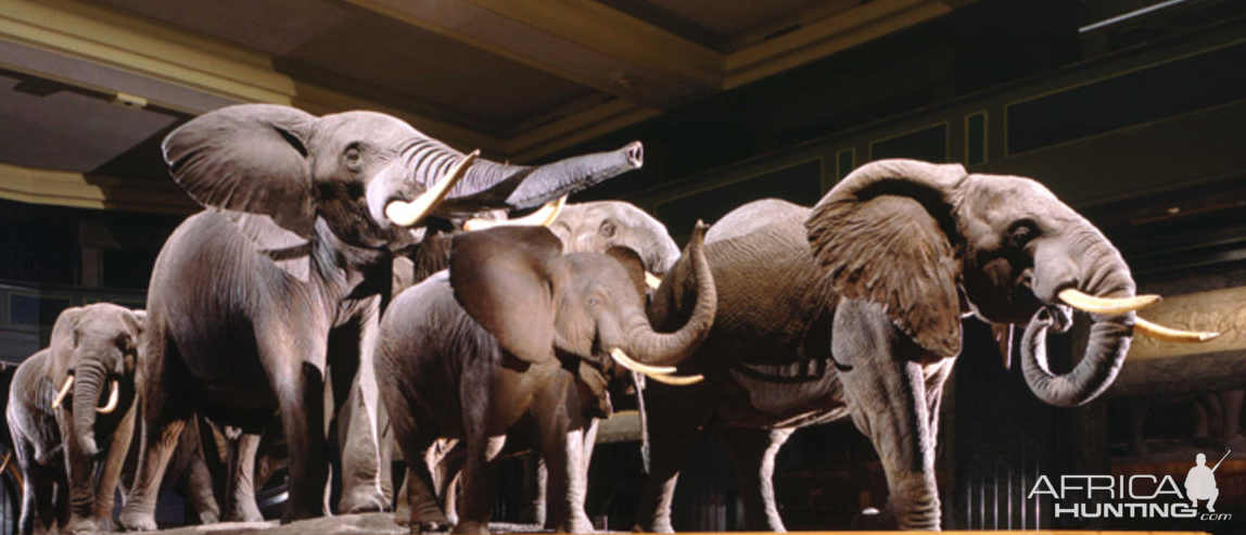 Elephant Full Mount Taxidermy at American Museum of Natural History in New York City