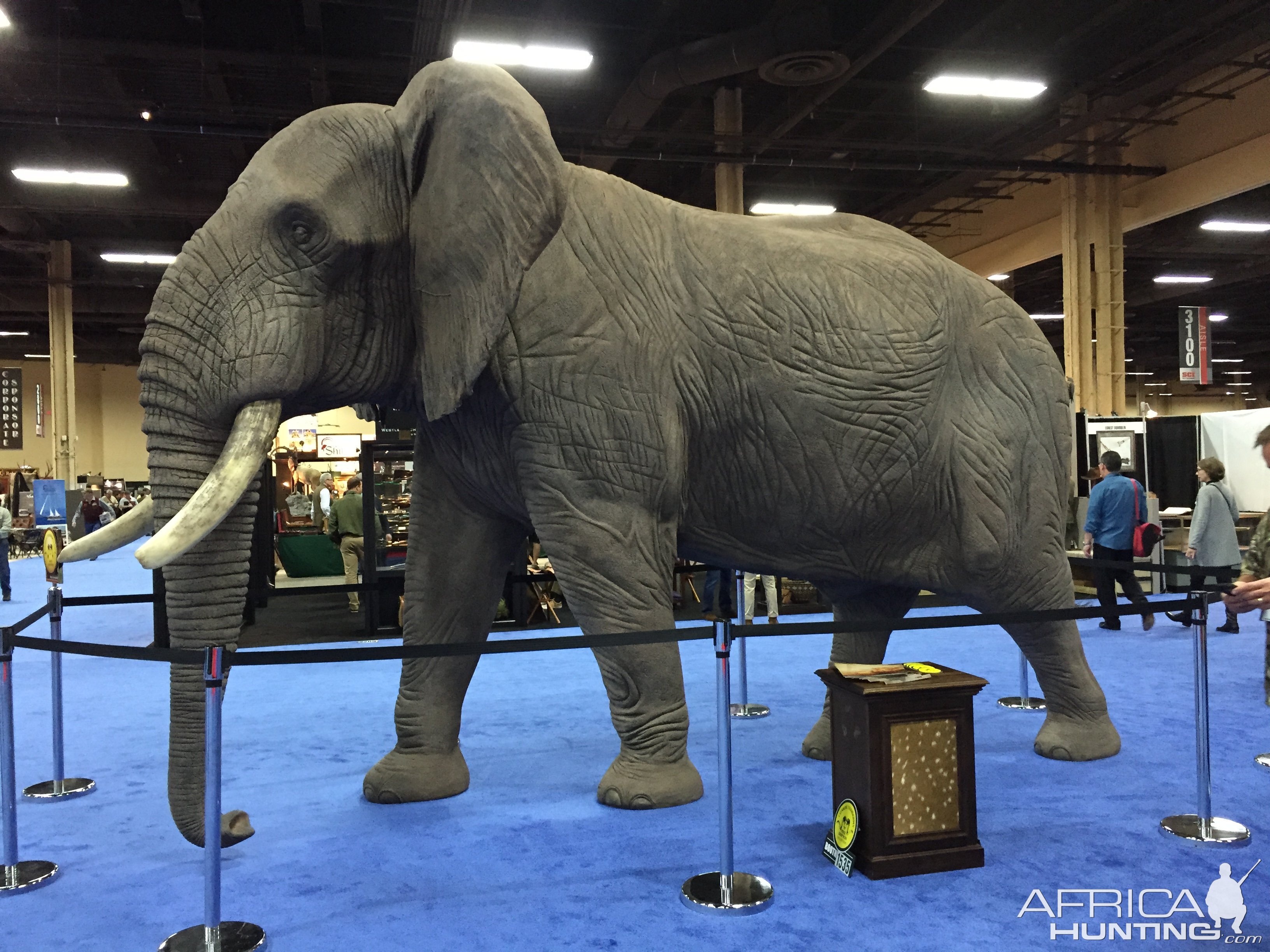 Elephant full mount taxidermy