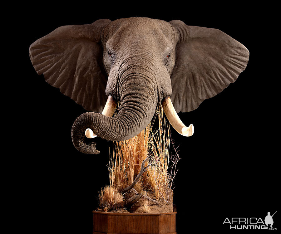 Elephant Full Mount Taxidermy