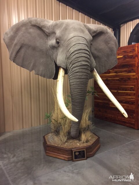 Elephant Head Mount Taxidermy