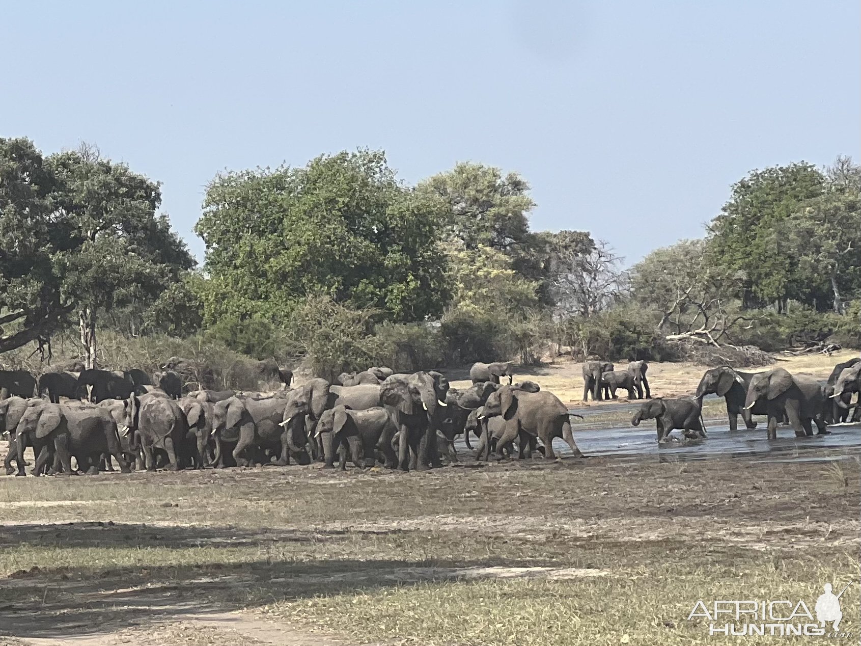 Elephant Herd Namibia