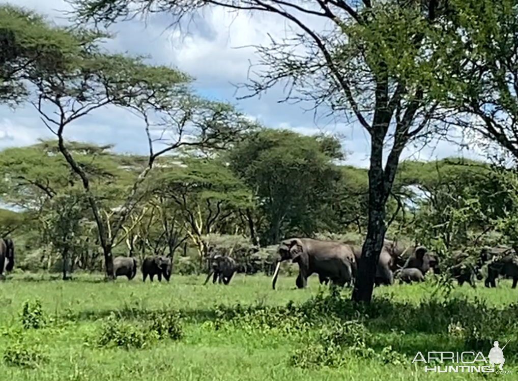Elephant Herd Tanzania
