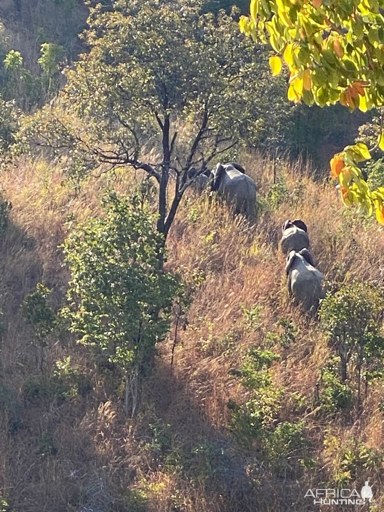 Elephant Herd Zimbabwe
