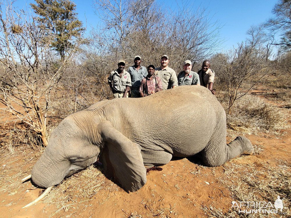 Elephant Hunt Zimbabwe