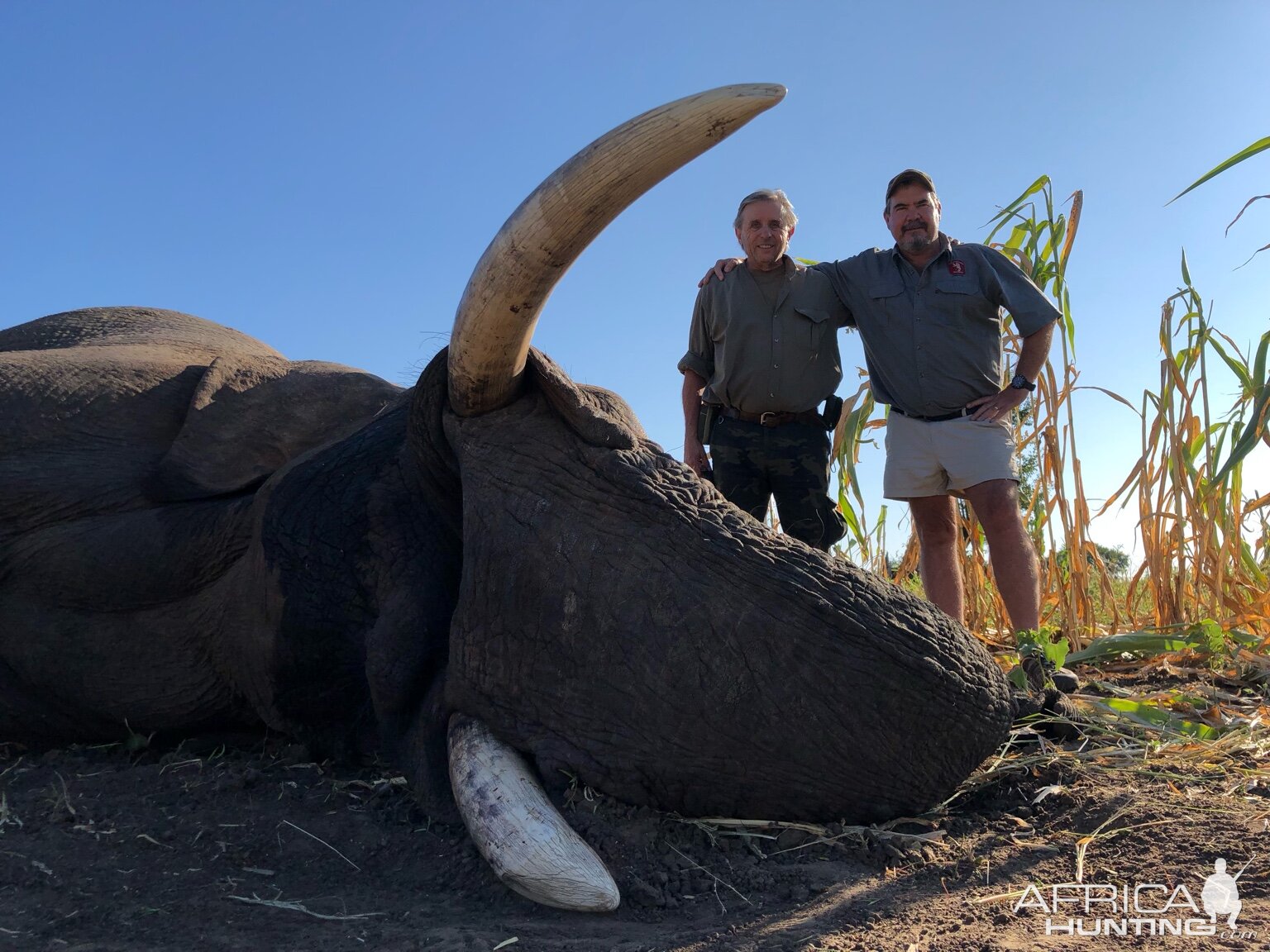 Elephant Hunt Zimbabwe