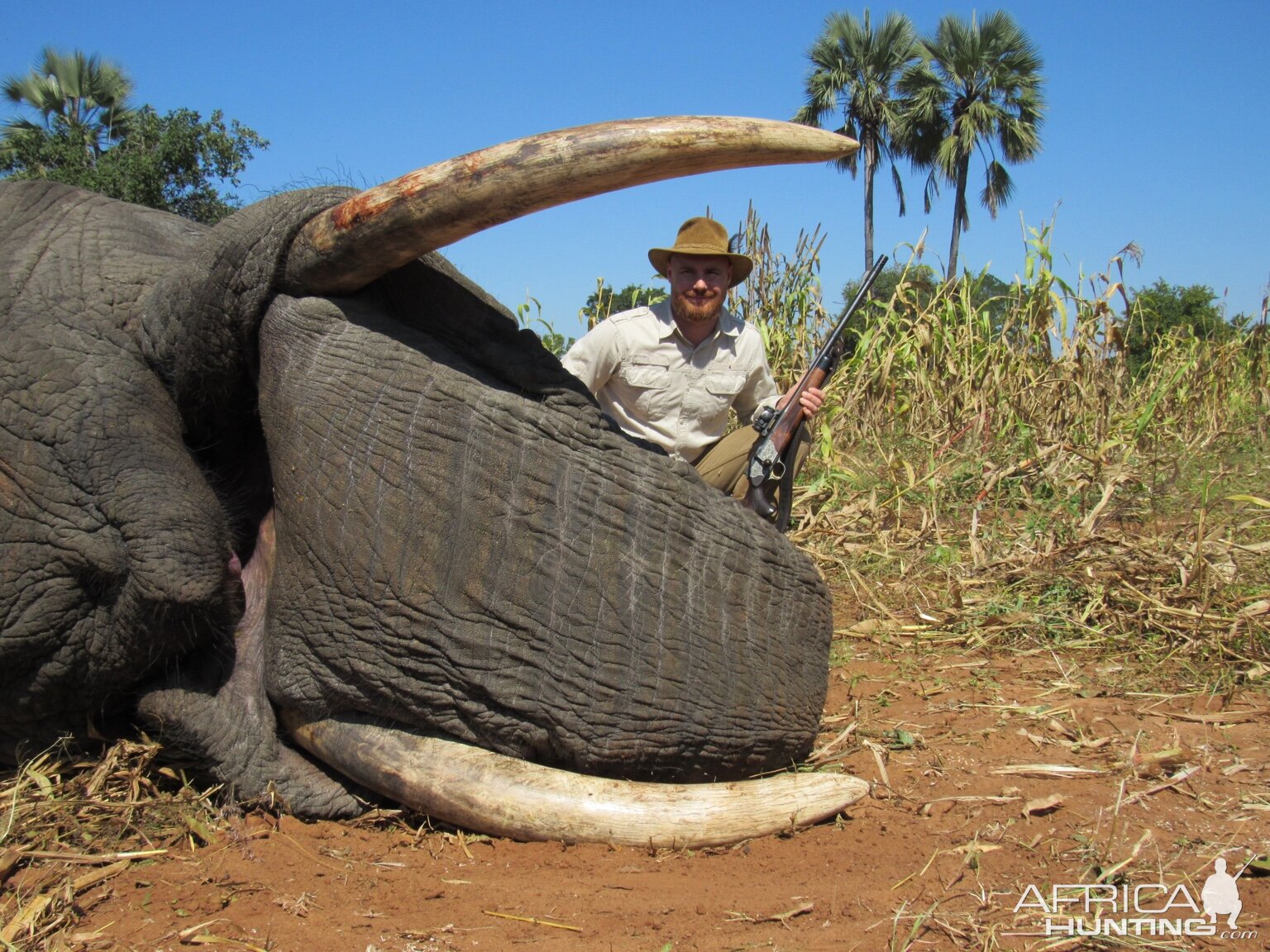 Elephant Hunting in Zimbabwe | AfricaHunting.com