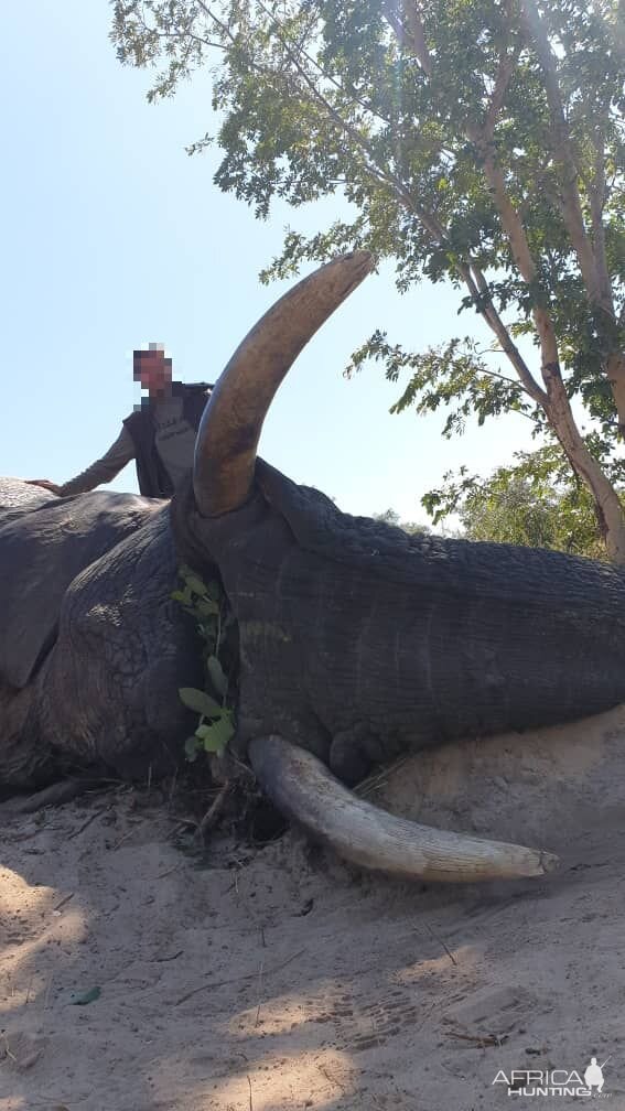 Elephant Hunting Namibia