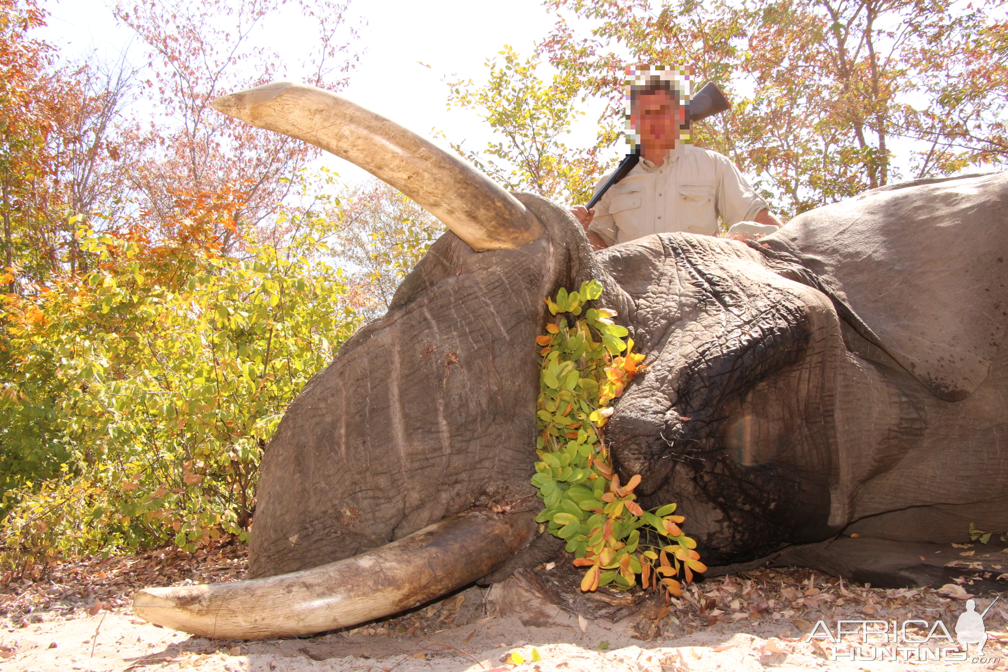 Elephant Hunting Namibia