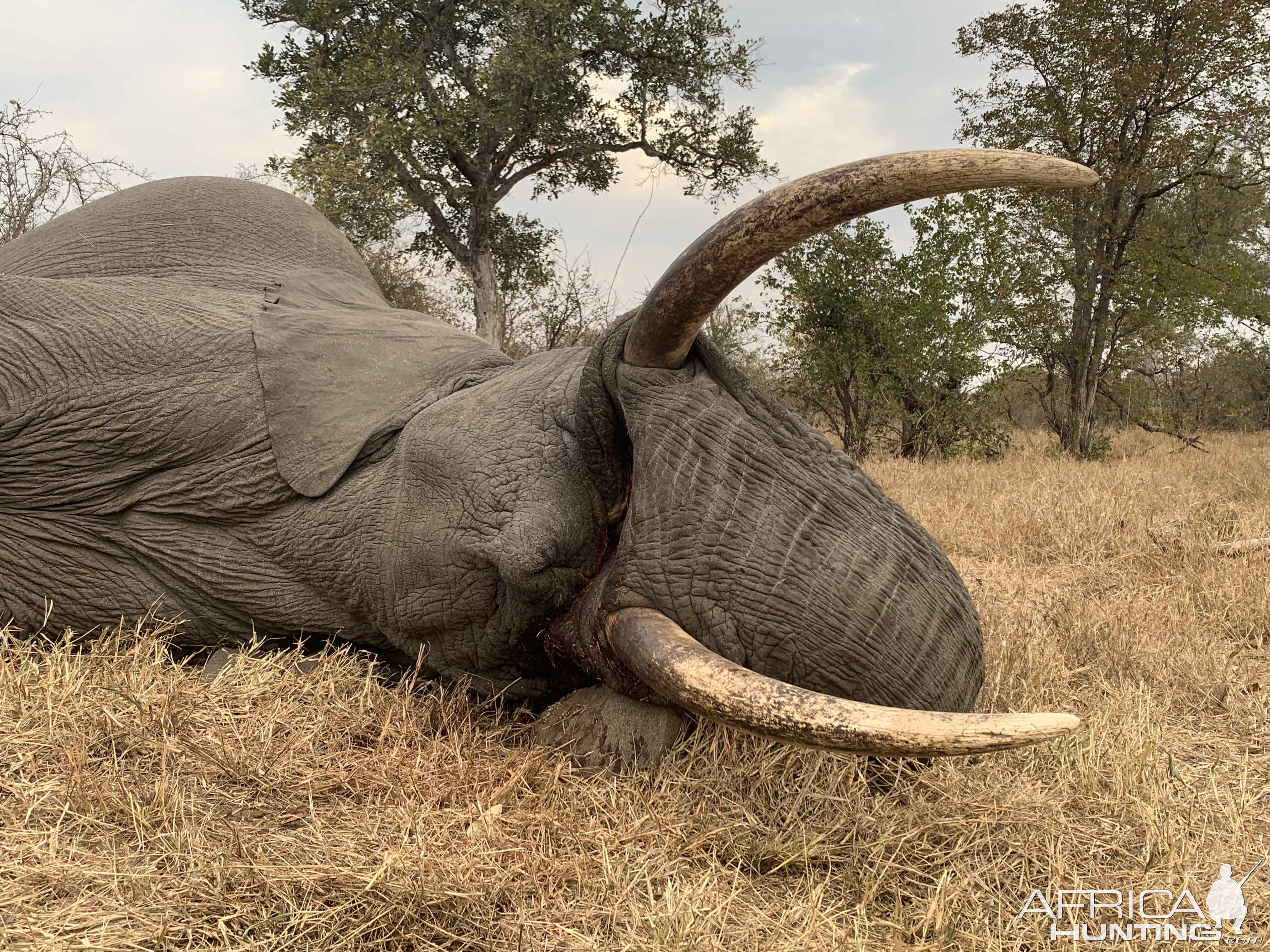 Elephant Hunting South Africa