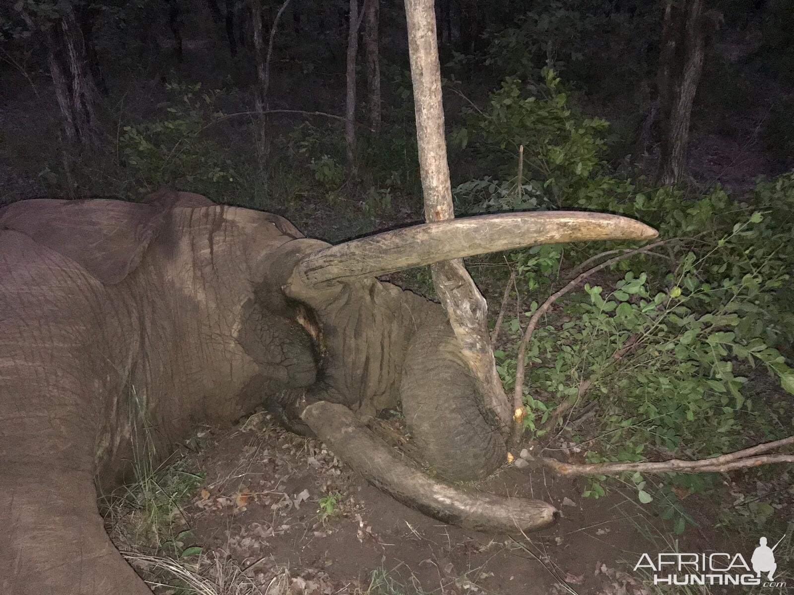 Elephant Hunting Zimbabwe